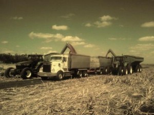 trucks loading out of fielda