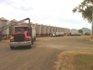 trucks loading grain 2